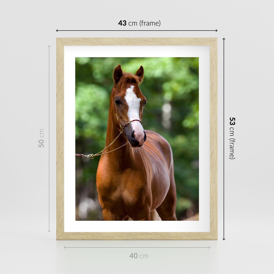 Plakat w ramie 40x50 - Portret Szlachetnego Konia - koń, portret - rama drewno
