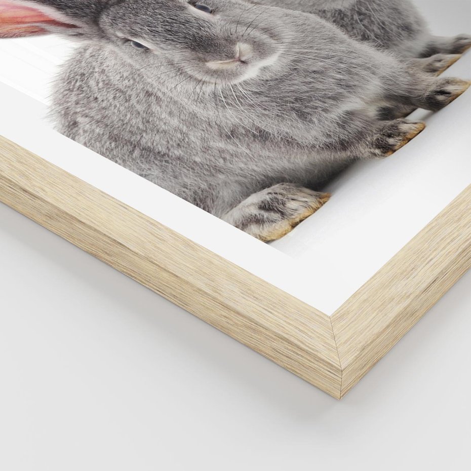 Plakat w ramie 40x50 - Uroczy królik wśród natury - królik, zając - rama drewno