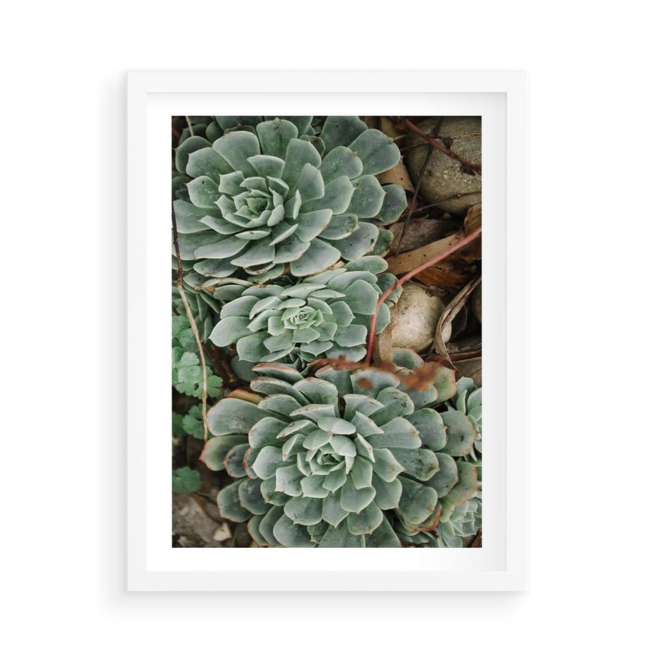 Plakat w ramie 50x70 - Zielona Uroda Sukulentów - sukulenty, zielone liście - rama biała