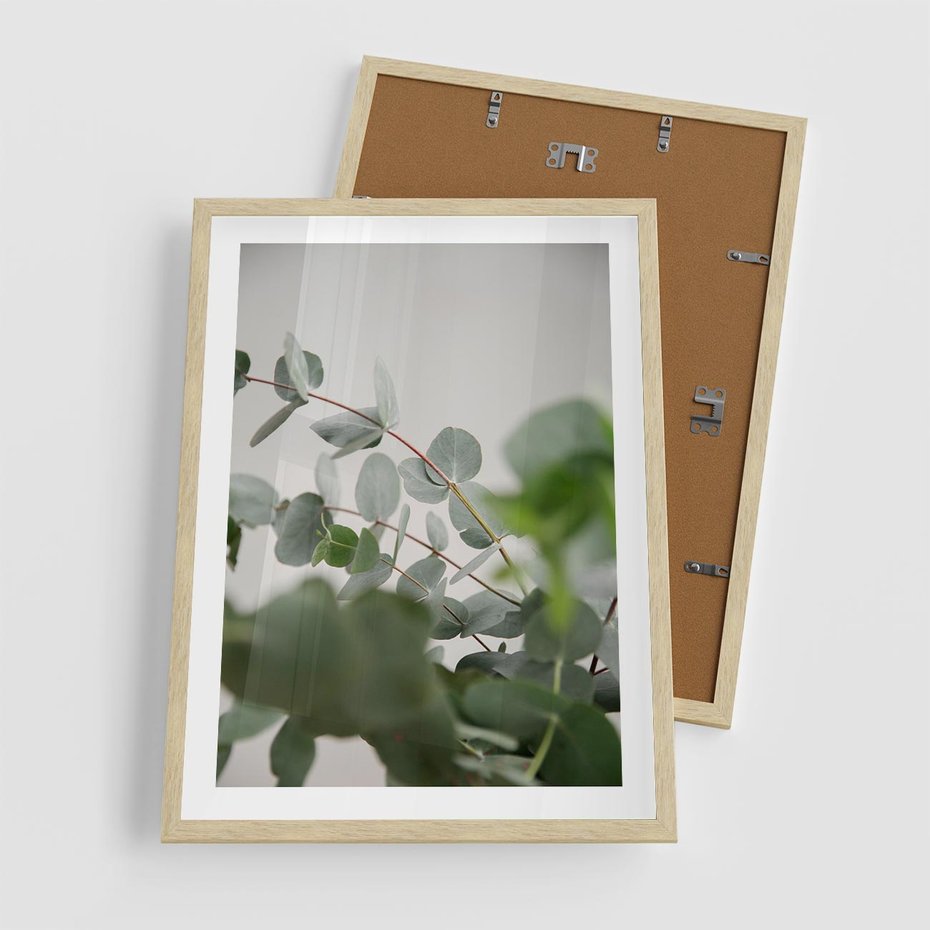 Plakat w ramie 50x70 - Liście eukaliptusa w naturze - eukaliptus, liście - rama drewno