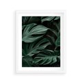 Plakat w ramie 40x50 - Zielone Liście Monstery w Dżungli - zielone liście monstery, dżungla - rama biała