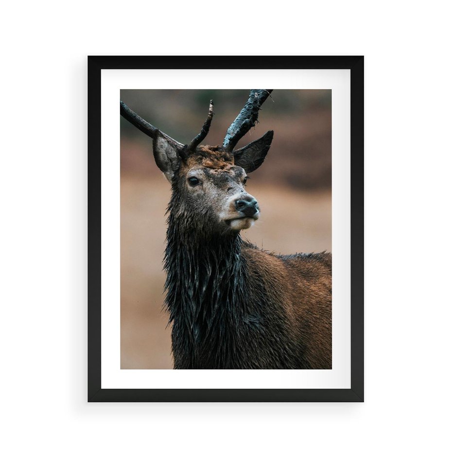 Plakat w ramie 40x50 - Spokojny jeleń - jeleń, las - rama czarna