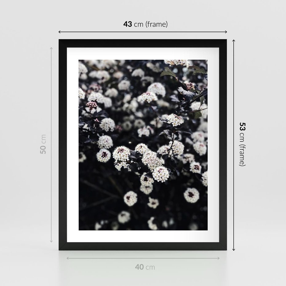 Plakat w ramie 40x50 - Białe Kwiaty na Kwitnącym Krzewie - białe kwiaty, kwitnący krzew - rama czarna