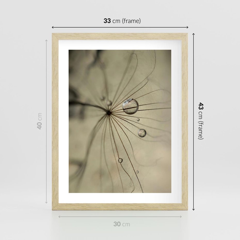 Plakat w ramie 30x40 - Delikatność dmuchawców - dmuchawce, krople - rama drewno