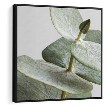 Obraz w ramie 50x50 - Eukaliptusowa zieleń - eukaliptus, zielone - rama czarna