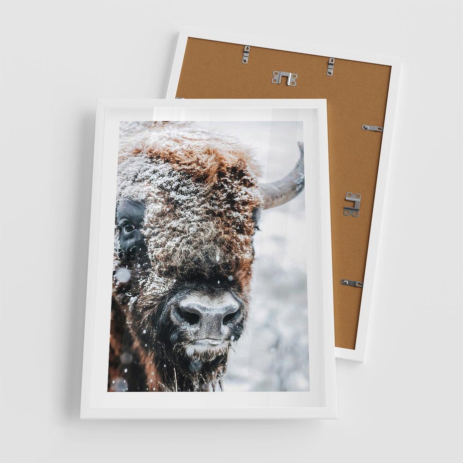 Plakat w ramie 50x70 - Żubr w Krainie Śniegu - żubr, zima - rama biała