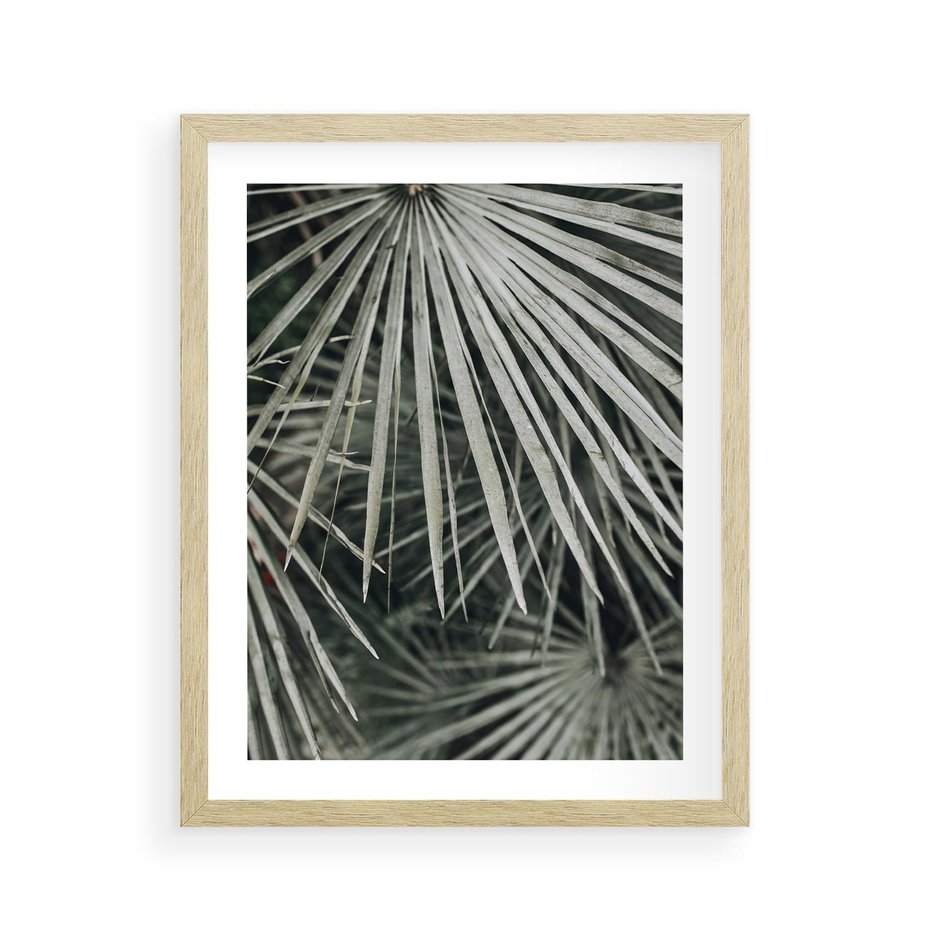 Plakat w ramie 40x50 - Ujęcie Tropikalnej Natury - palmy, liście palmy - rama drewno