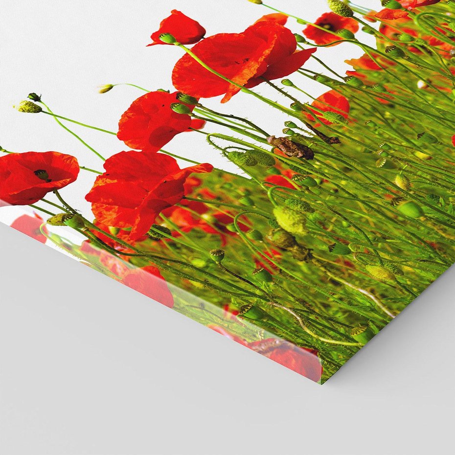 Obraz na płótnie 50x50 - Bujne maki na malowniczej łące - mak, maki
