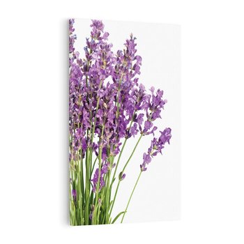 Obraz na płótnie 80x120 - Pola lawendy w pełnym rozkwicie - lawenda, kwiaty