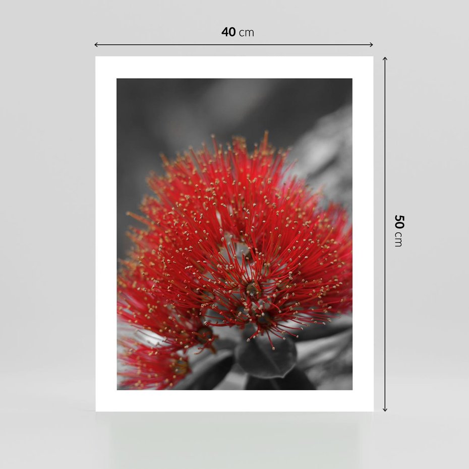 Plakat bez ramy 40x50 - Ukwiał na rafie koralowej - ukwiał, rafa