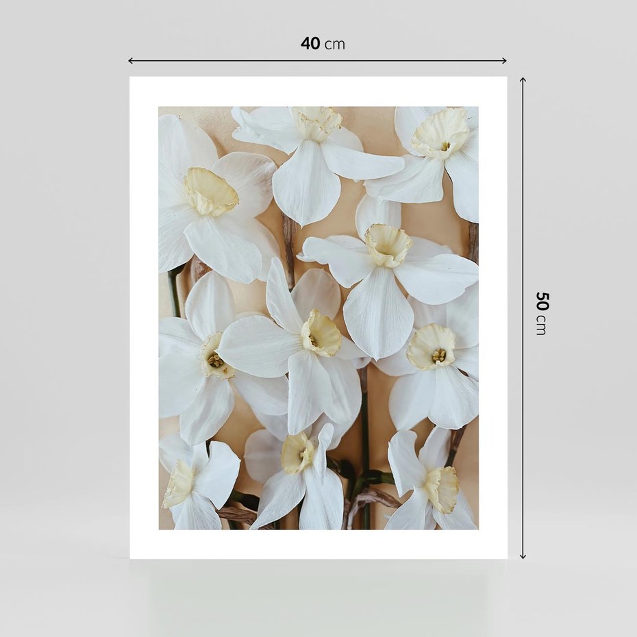 Plakat bez ramy 40x50 - Białe Narcyzy - narcyzy, kwiaty