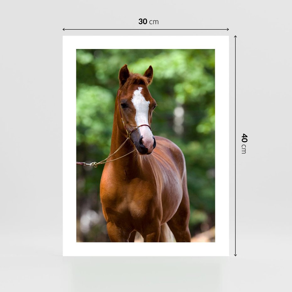 Plakat bez ramy 30x40 - Portret Szlachetnego Konia - koń, portret
