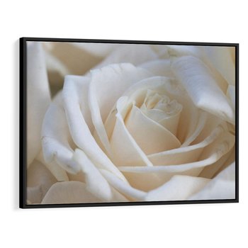 Obraz w ramie 70x50 - Białe róże piękności - białe, róże - rama czarna