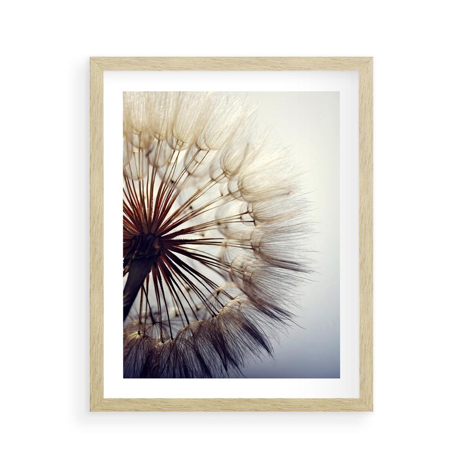 Plakat w ramie 40x50 - Makro piękno dmuchawca - makro, dmuchawiec - rama drewno