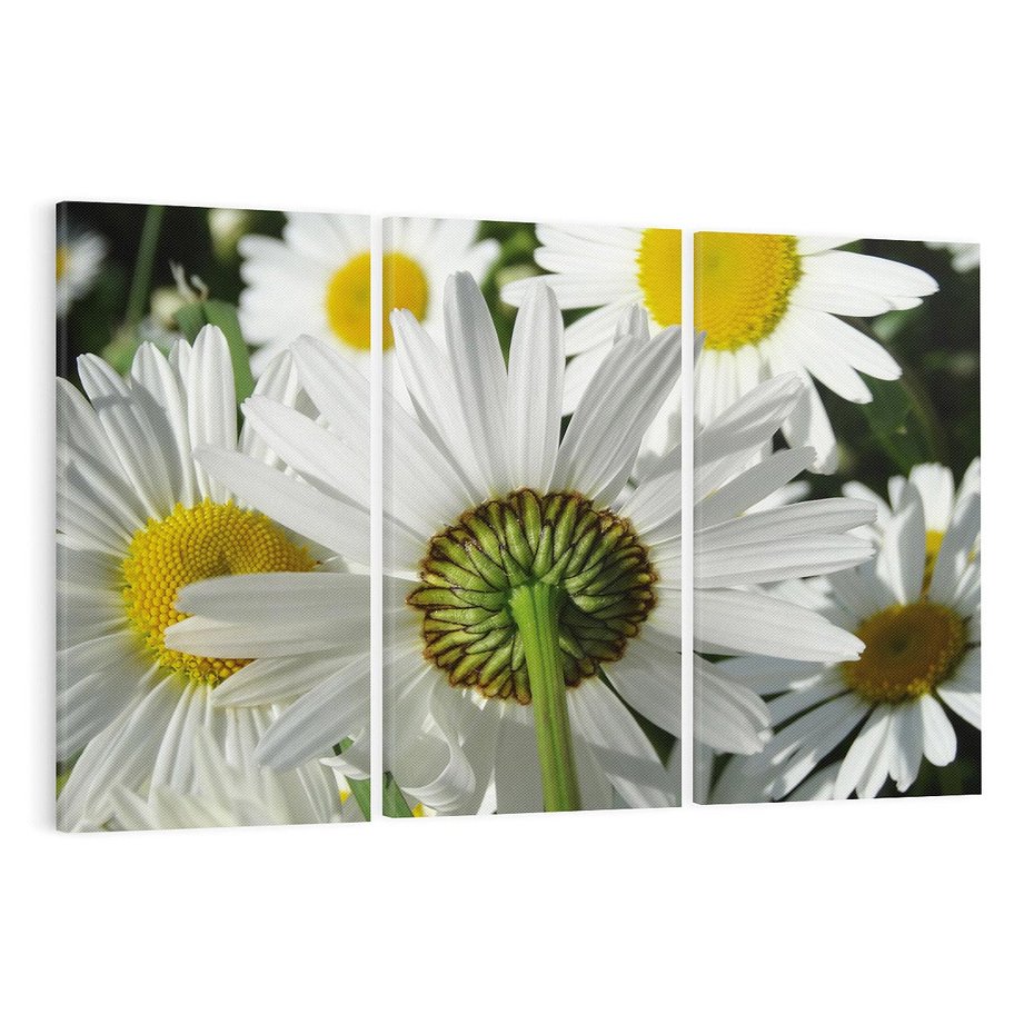 Obraz na płótnie 120x80 - Stokrotki w pełnym rozkwicie - stokrotki, kwiaty