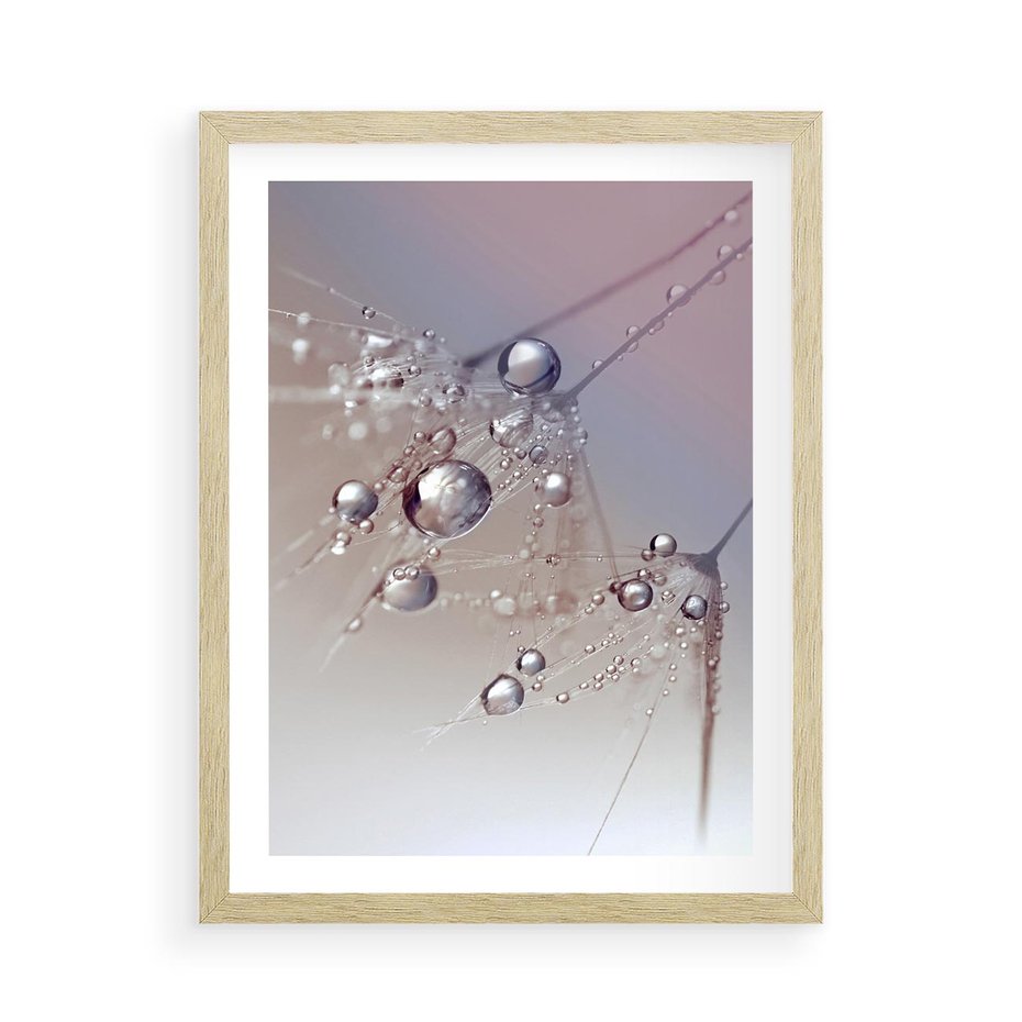 Plakat w ramie 50x70 - Delikatne Natchnienie - krople, dmuchawce - rama drewno