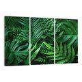 Obraz na płótnie 120x80 - Monstera Liście Fantazja - monstera, liście