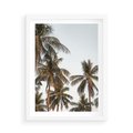 Plakat w ramie 50x70 - Palmy - tęsknota za Hawajami - palmy, Hawaje - rama biała