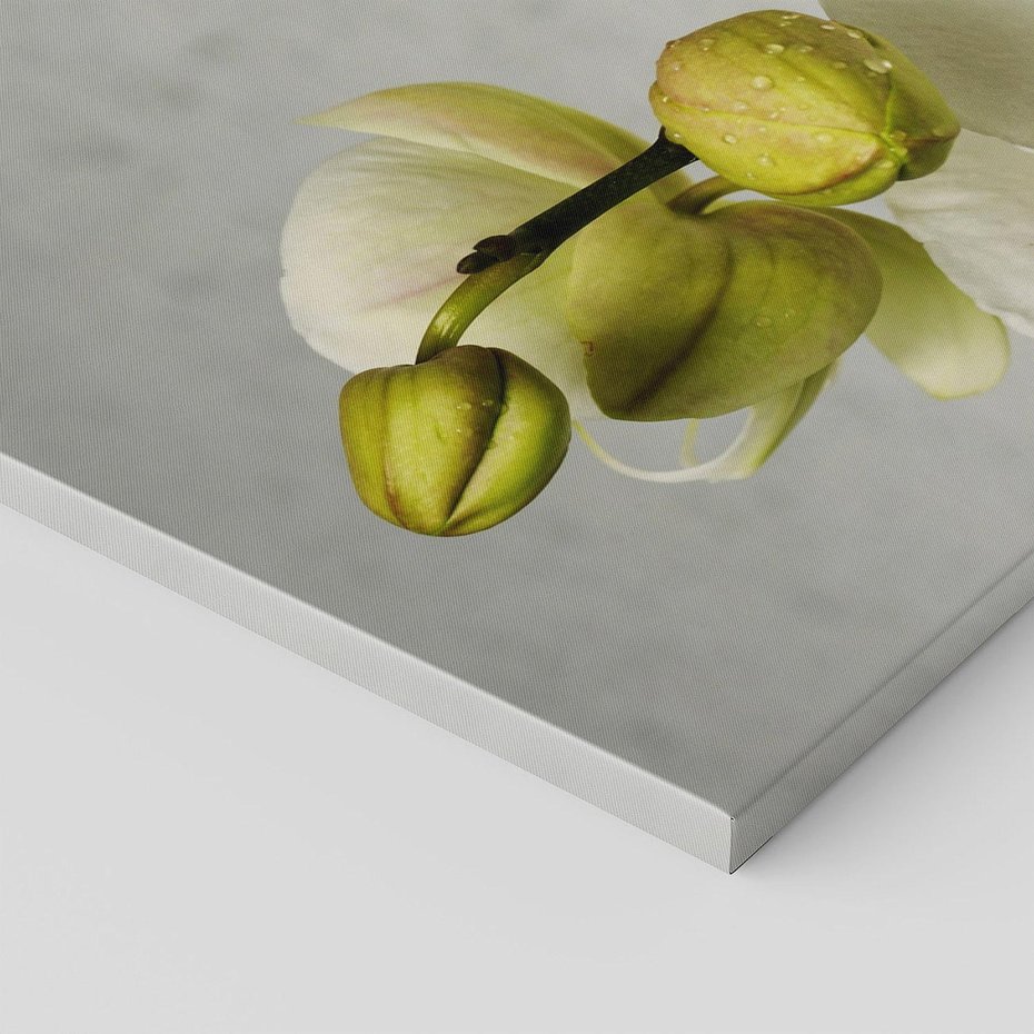 Obraz na płótnie 100x50 - Elegancka uroda orchidei - orchidea, kwiaty