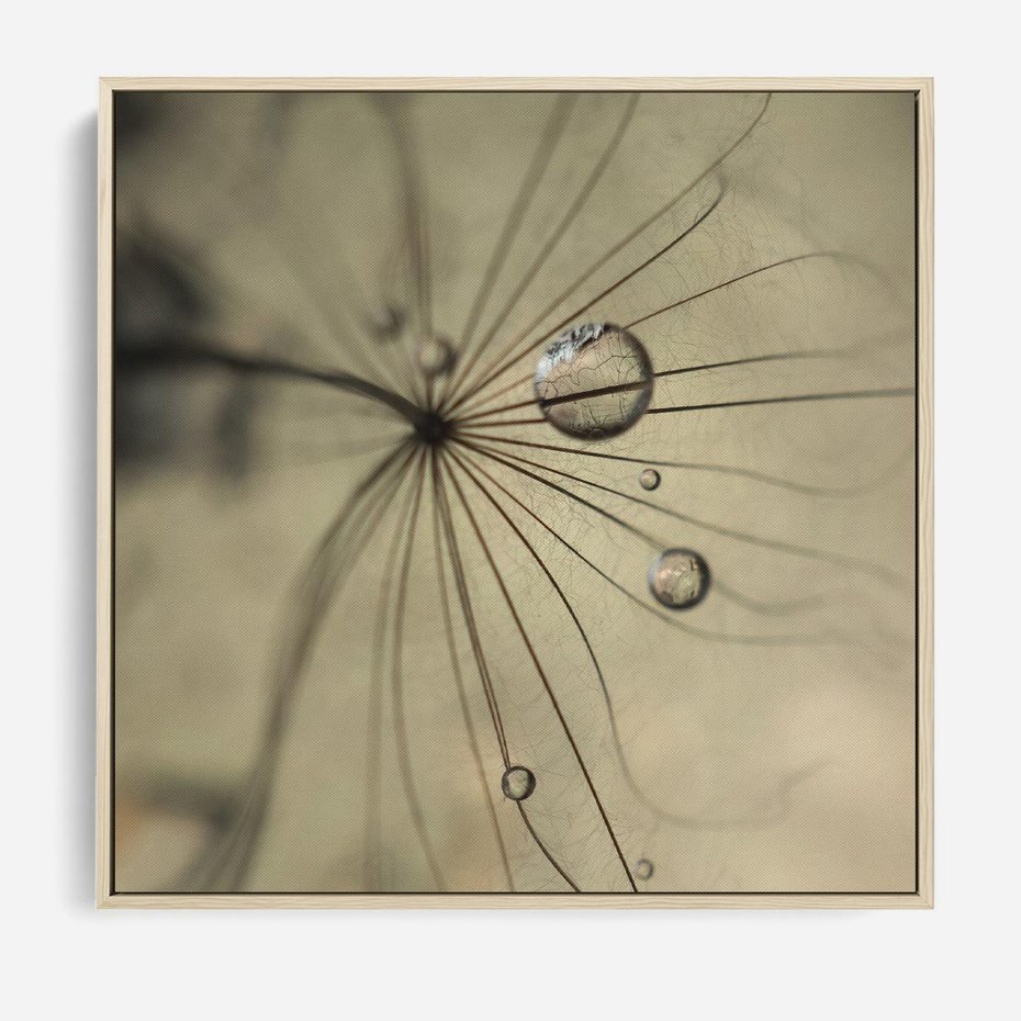 Obraz w ramie 80x80 - Delikatność dmuchawców - dmuchawce, krople - rama drewno