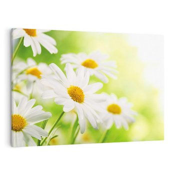 Obraz na płótnie 120x80 - Stokrotka: delikatność natury - stokrotka, kwiat