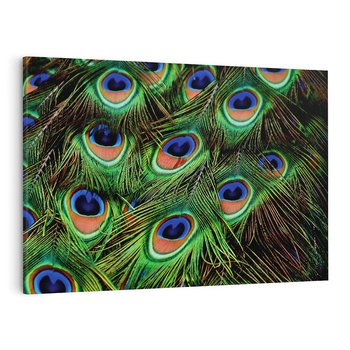Obraz na płótnie 100x70 - Pawi Ogon - Piękno i Wspaniałość - paw, pióra