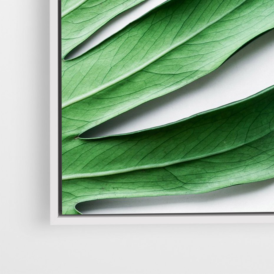 Obraz w ramie 70x100 - Monstera - Liście Kwiaty - monstera, liście - rama biała