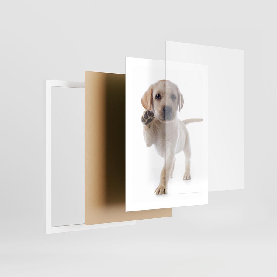 Plakat w ramie 50x70 - Szczeniak pełen radości - piesek, szczeniak - rama biała