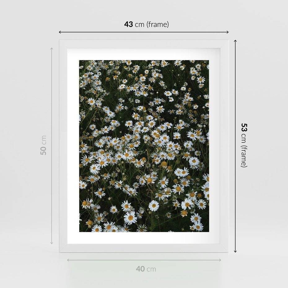 Plakat w ramie 40x50 - Stokrotkowa Idylla na Łące - łąka, stokrotki - rama biała