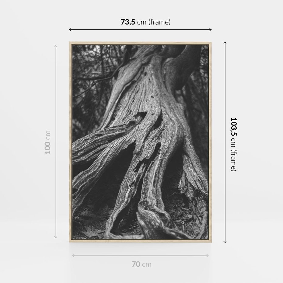 Obraz w ramie 70x100 - Siła Natury - czarno biała fotografia, korzenie wielkiego drzewa - rama drewno
