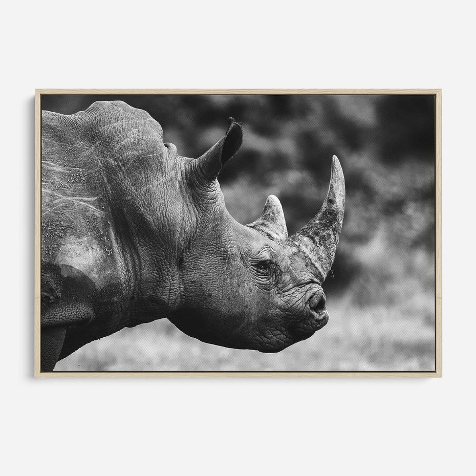 Obraz w ramie 70x50 - Potęga Afryki - czarno biała fotografia, zbliżenie na postać nosorożca - rama drewno