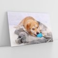 Obraz na płótnie 70x50 - Radość w zabawie: Piesek jako najlepszy przyjaciel - pies, piesek