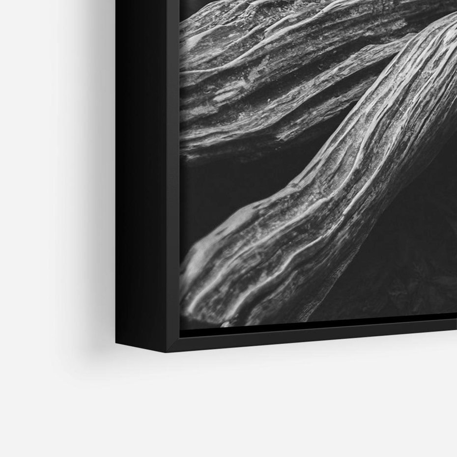 Obraz w ramie 70x50 - Siła Natury - czarno biała fotografia, korzenie wielkiego drzewa - rama czarna