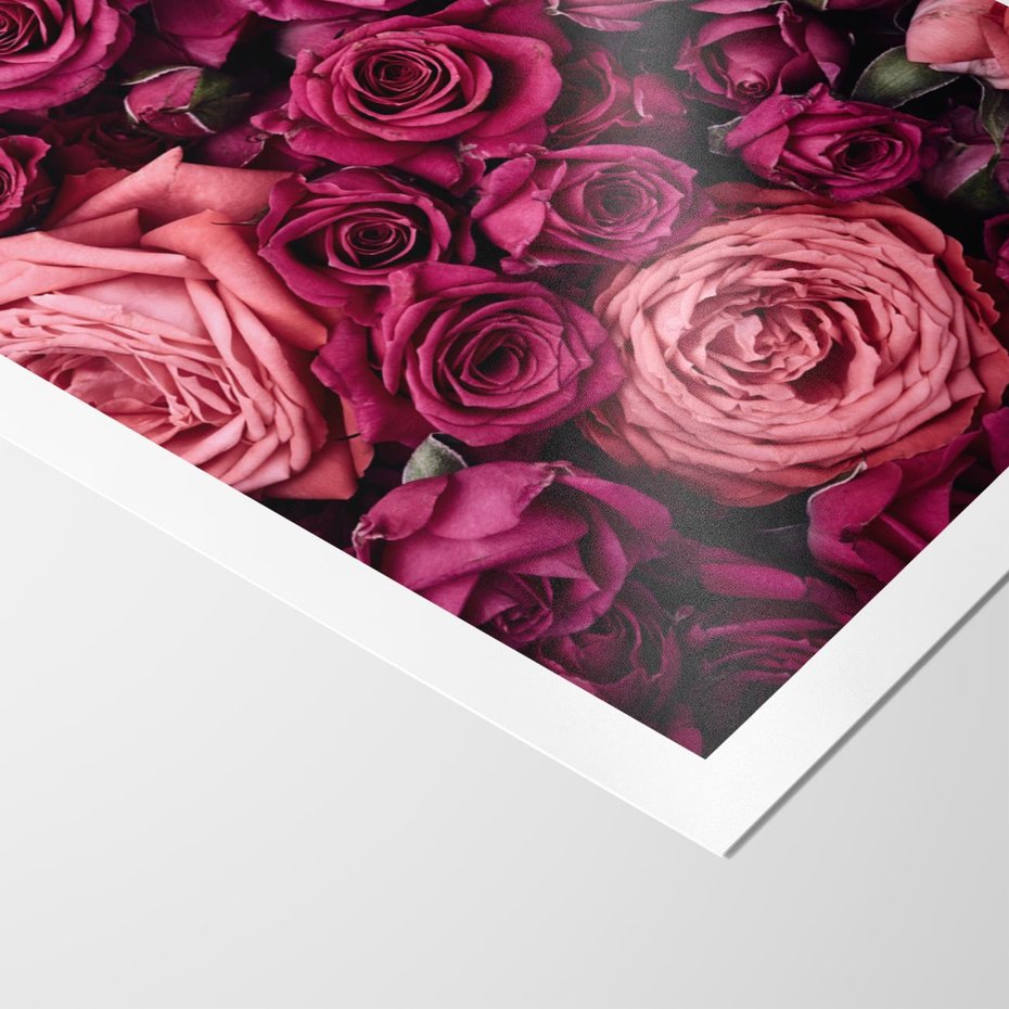 Plakat bez ramy 40x50 - Róże - piękno kwiatów - róże, kwiaty