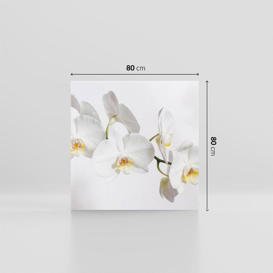 Obraz na płótnie 80x80 - Orchidea Kwiat - orchidea, kwiat
