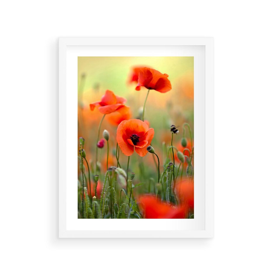 Plakat w ramie 30x40 - Makowa Pasja - maki, kwiaty - rama biała
