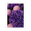 Plakat bez ramy 21x30 - Fioletowa hortensja - kwiaty, hortensja