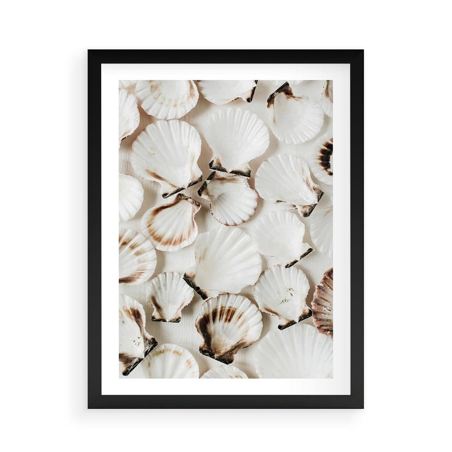 Plakat w ramie 50x70 - Białe Muszle - białe muszle, ujęcie z góry - rama czarna