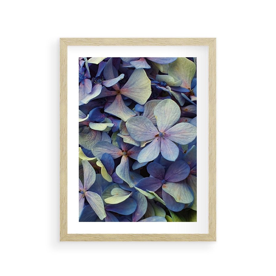 Plakat w ramie 30x40 - Hortensja - delikatność kwiatów - hortensja, kwiaty - rama drewno