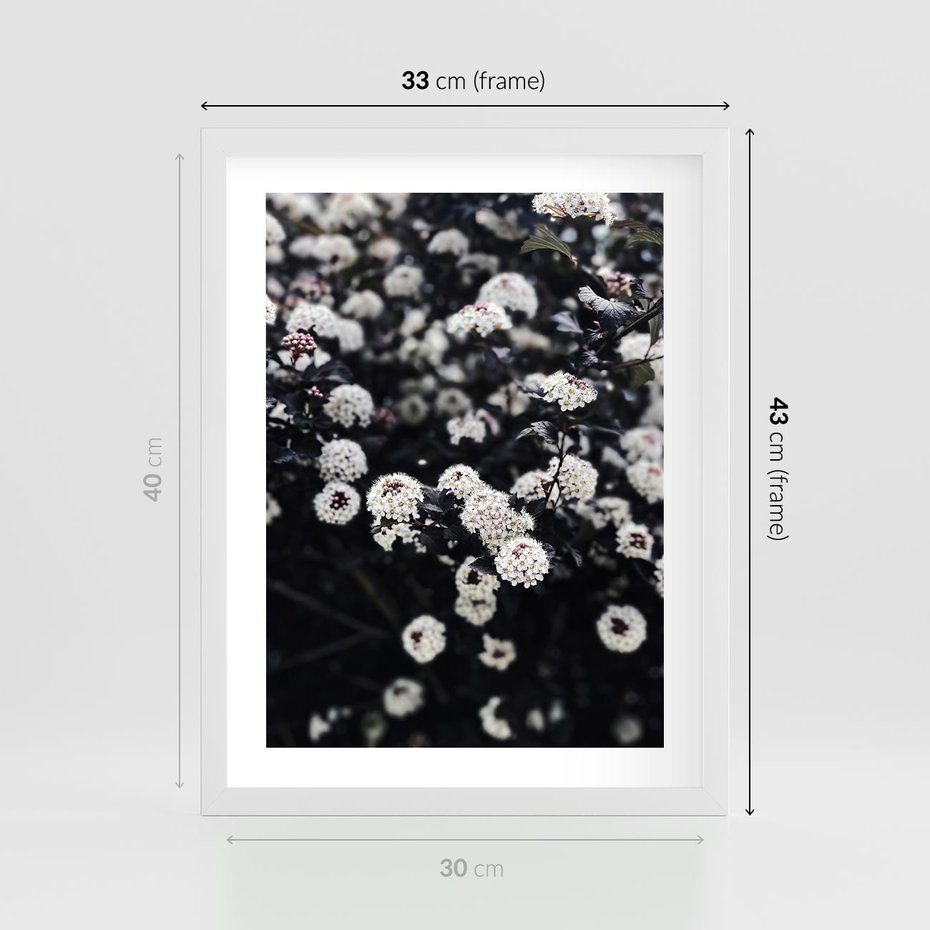 Plakat w ramie 30x40 - Białe Kwiaty na Kwitnącym Krzewie - białe kwiaty, kwitnący krzew - rama biała