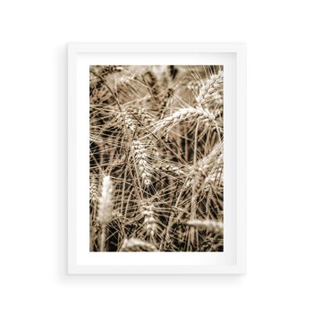 Plakat w ramie 30x40 - Zbliżenie na Kłosy Zboża - zboża, kłosy zboża - rama biała