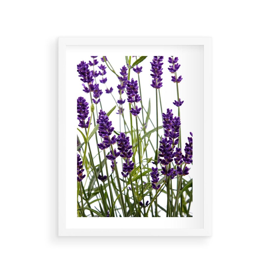 Plakat w ramie 30x40 - Fioletowa harmonia lawendy - lawenda, fiolet - rama biała