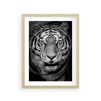 Plakat w ramie 30x40 - Tygrys Czarno-Biały: Siła i Delikatność - tygrys, czarno - rama drewno