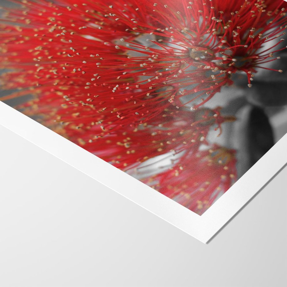 Plakat bez ramy 50x70 - Ukwiał na rafie koralowej - ukwiał, rafa