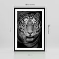 Plakat w ramie 50x70 - Tygrys Czarno-Biały: Siła i Delikatność - tygrys, czarno - rama czarna