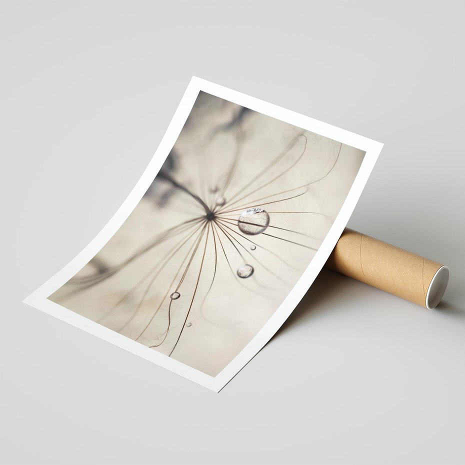 Plakat bez ramy 21x30 - Makro Uroda: Kropla na Dmuchawcu - zbliżenie makro, kropla wody na ziarenku dmuchawca