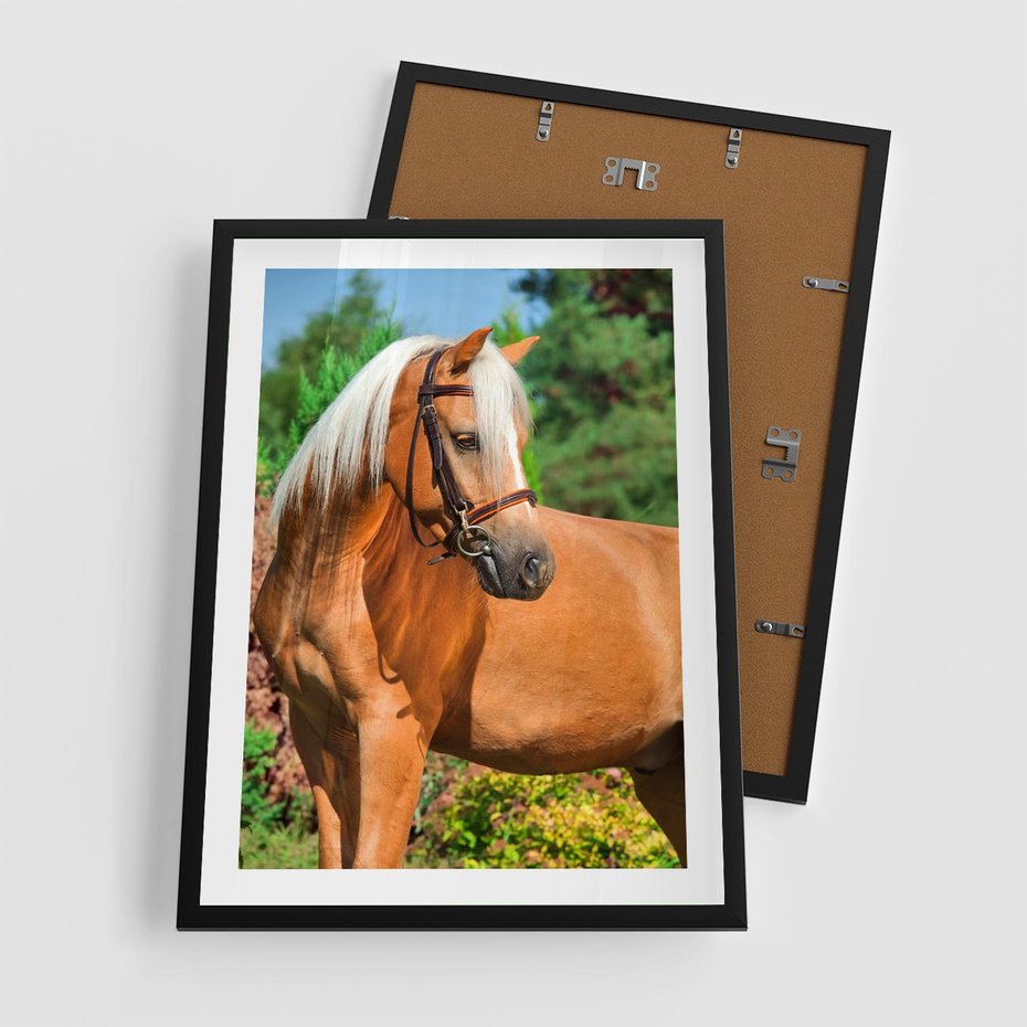 Plakat w ramie 50x70 - Elegancki wierzchowiec - koń, portret - rama czarna