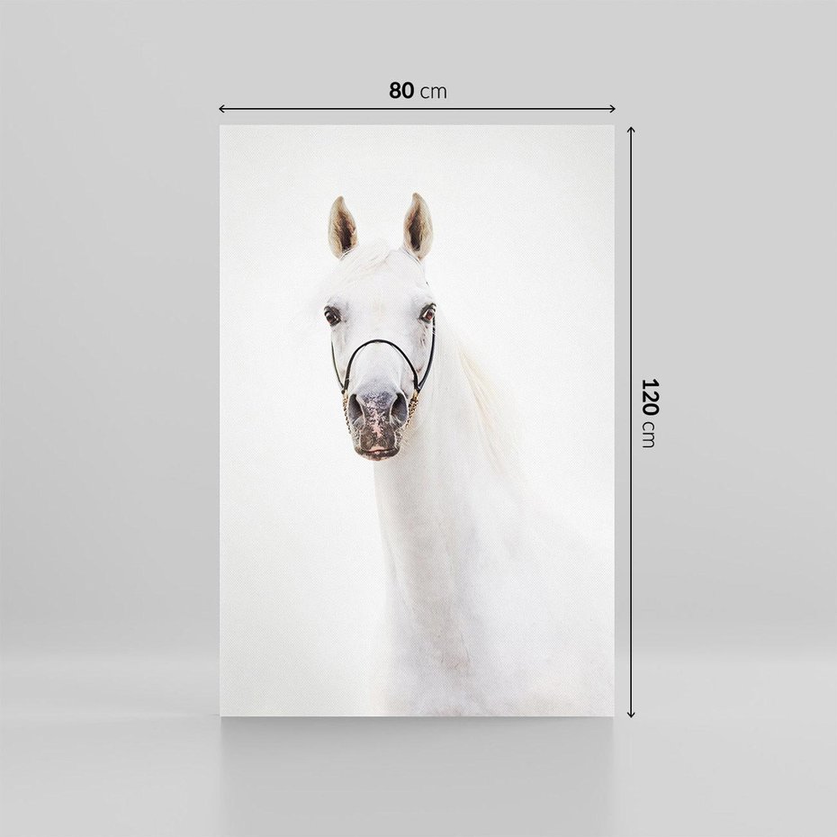 Obraz na płótnie 80x120 - Elegancja białego konia - biały, koń