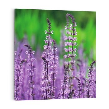 Obraz na płótnie 50x50 - Lawenda magia purpury - lawenda, kwiaty