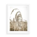 Plakat w ramie 50x70 - Ujęcie Suchych Traw - suche trawy, zbliżenie - rama biała